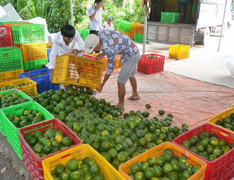 Nhiều loại trái cây Vĩnh Long gặp khó trong tiêu thụ.