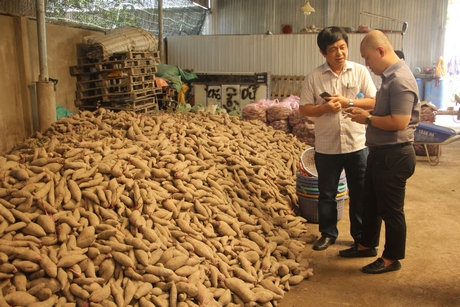 Nông dân trồng khoai lang Bình Tân gặp khó do giá cả sụt giảm.