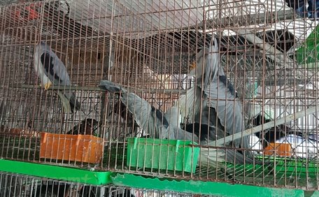 Chim hoang dã được nhốt trong các lồng sắt, bày bán tại chợ nông sản Thạnh Hóa, tỉnh Long An. (Ảnh: H.V/Vietnam+)