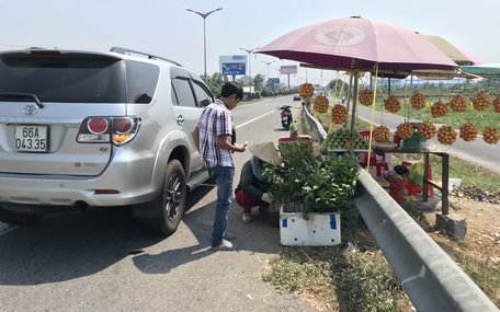 Một anh đi ô tô trên đường về mua cây thanh trà giống.