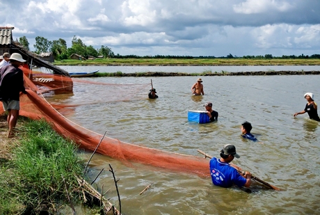 Nông dân Bạc Liêu kéo lưới bắt tôm trong vuông nuôi. Ảnh: DUY KHÔI