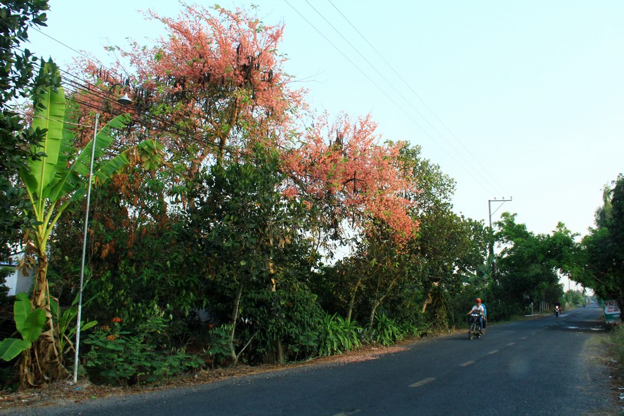  Dọc đường vào xã Mỹ Trung, huyện Cái Bè (Tiền Giang), xen lẫn những vườn cây ăn trái, một vài cây ô môi bung nở rực rỡ đầu ngày.