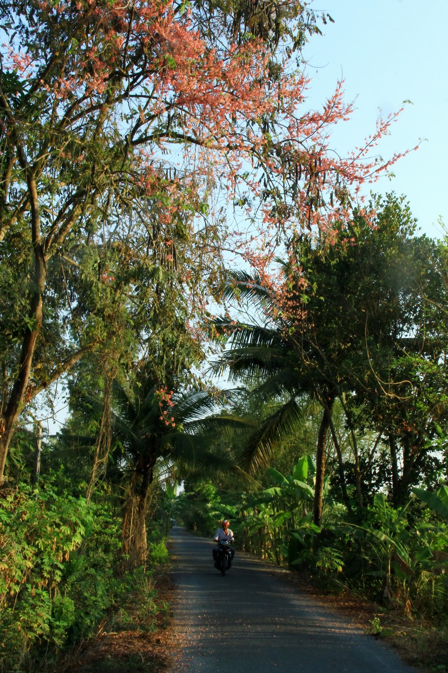 Trên những con đường nông thôn từ Tiền Giang, Đồng Tháp qua Long An, những cây ô môi duyên dáng níu bước chân lữ khách.