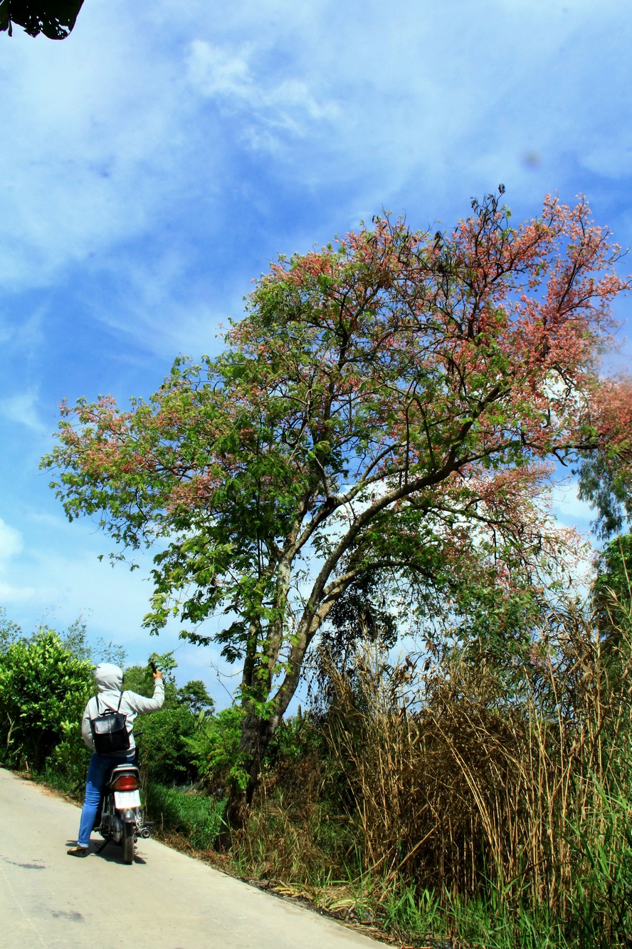 Trên những con đường nông thôn từ Tiền Giang, Đồng Tháp qua Long An, những cây ô môi duyên dáng níu bước chân lữ khách.