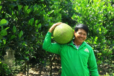 Những vườn mít xanh mát giữa Đồng Tháp Mười. Trong ảnh: Anh Chính mỗi ngày tiêu thụ khoảng 500kg mít cho nông dân.
