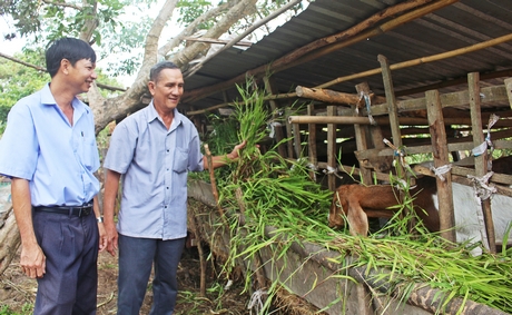 Phát triển mô hình nuôi dê giúp gia đình ông Phước có thêm thu nhập, cải thiện cuộc sống.