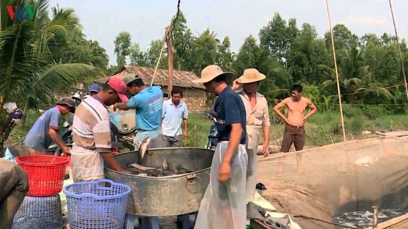Nông dân Trà Vinh thu hoạch cá lóc chạy mặn, dù giá xuống thấp.