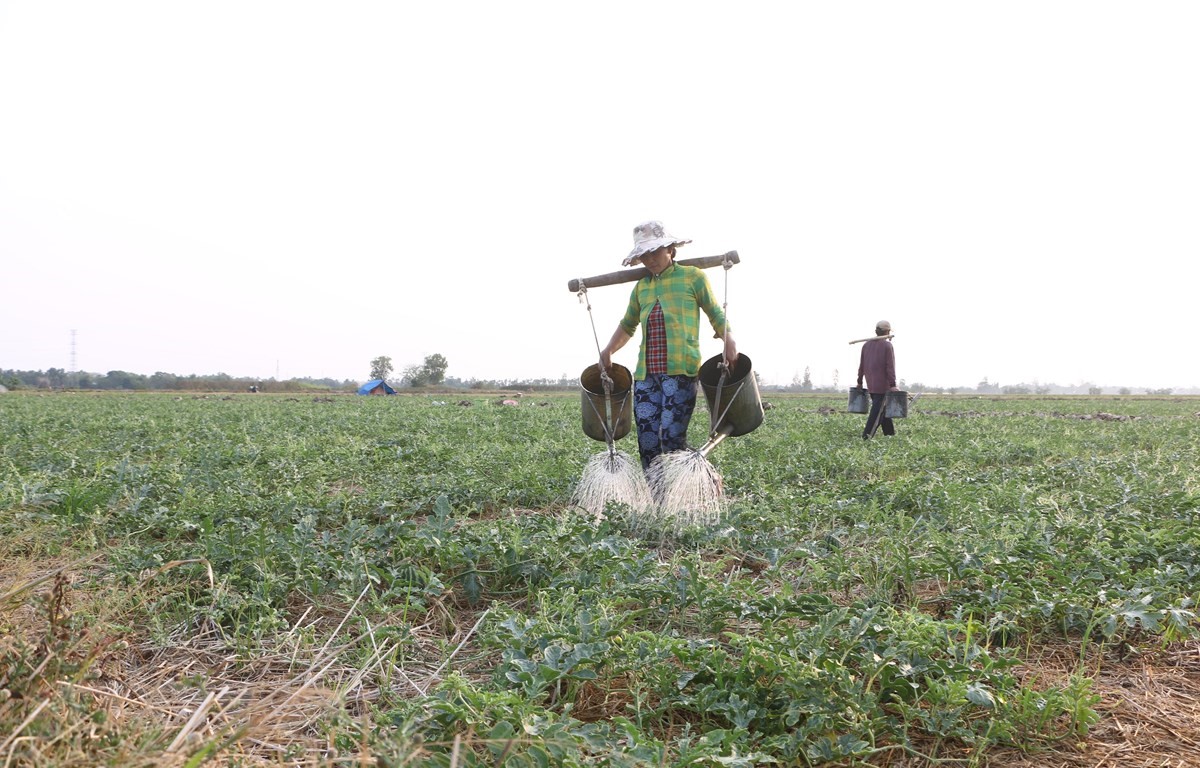 Trồng dưa hấu mùa khô mang lại nguồn thu nhập đáng kể cho các hộ nông dân tại Sóc Trăng. (Ảnh: Chanh Đa/TTXVN)