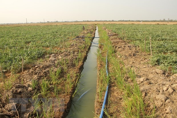 Rãnh chứa nước dưới chân ruộng vừa hiệu quả, vừa sử dụng nước tiết kiệm trong mùa khô tại Sóc Trăng. (Ảnh: Chanh Đa/TTXVN)