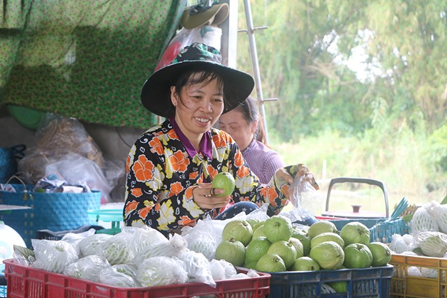 Sản phẩm ổi VietGAP tại Tổ hợp tác ổi Minh Thọ được tiêu thụ mạnh tại nhiều siêu thị lớn