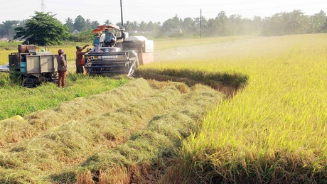 Vụ lúa Hè Thu cần linh hoạt thích ứng với điều kiện hạn, mặn. Trong ảnh: Trong điều kiện sản xuất khó khăn lúa Đông Xuân vẫn trúng mùa.