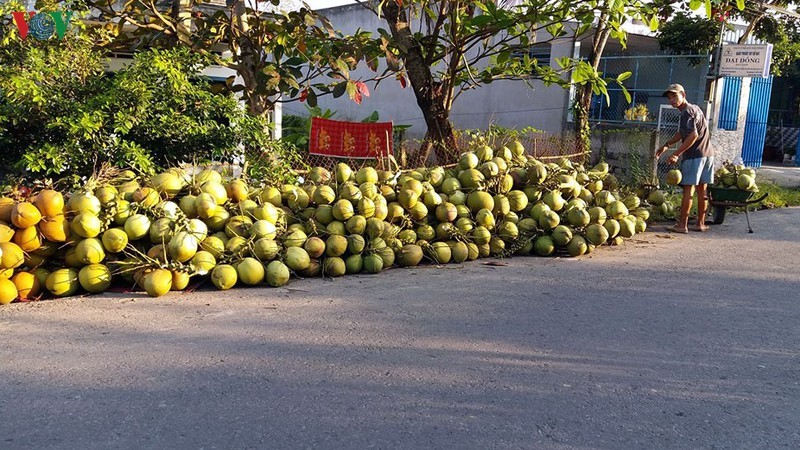 Nhà vườn thành phố Mỹ Tho, tỉnh Tiền Giang thu hoạch dừa Xiêm chờ thương lái đến thu mua.