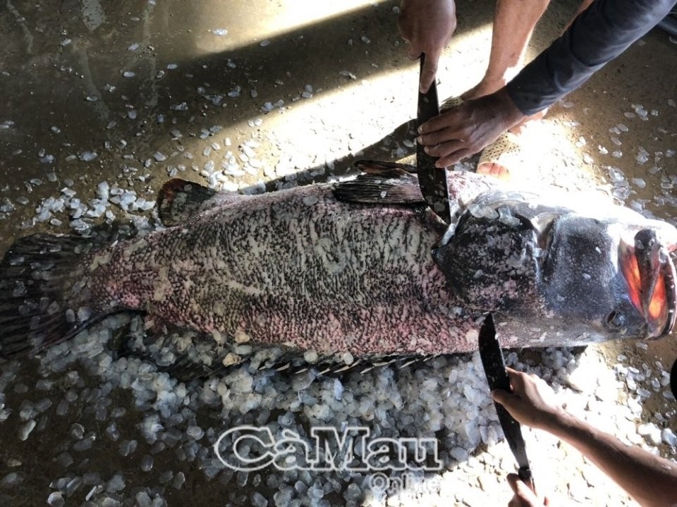 Con cá mú khủng được bán với giá 100 ngàn đồng/kg