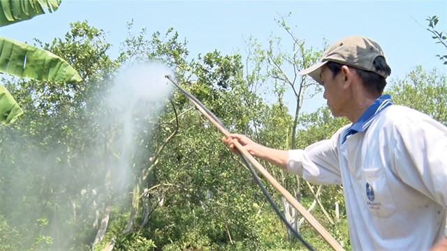 Ông Trần Hữu Hớn áp dụng biện pháp tưới nước dừa cho cây có múi
