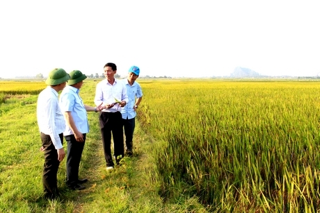 Chú Phan Văn Hòa (thứ 2 từ phải sang) với giống lúa thảo dược là niềm tự hào của nông nghiệp xứ Nghệ.