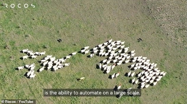 2 con robot chó chăn cừu trên đồng cỏ New Zealand. Ảnh: Rocos