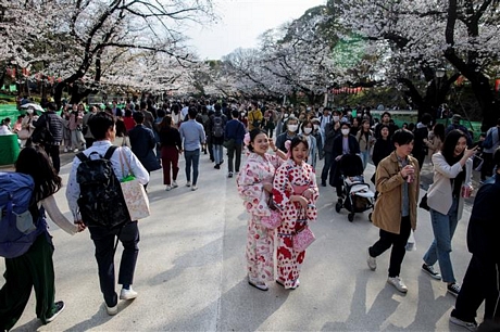  Du khách ngắm hoa anh đào nở rộ tại Tokyo, Nhật Bản, ngày 22/3/2020. Ảnh: AFP/TTXVN