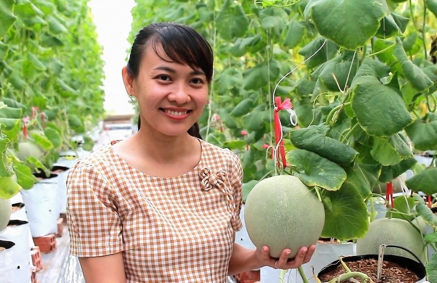 Với quyết tâm khởi nghiệp từ ngành nông nghiệp xanh, thân thiện với môi trường, phát triển du lịch địa phương, chị Lê Ngọc Hiền đã mạnh dạn đầu tư xây dựng hệ thống trồng dưa lưới theo công nghệ Israel.