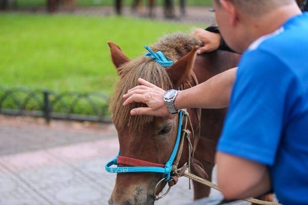  Bộ Tư lệnh Cảnh sát cơ động hiện cũng đang xây dựng quy trình thuần hóa,huấn luyện ngựa nghiệp vụ phù hợp với chức năng, nhiệm vụ sử dụng ngựa phục vụ đấu tranh phòng, chống tội phạm, đảm bảo an ninh, trật tự. (Ảnh: Minh Sơn/Vietnam+)