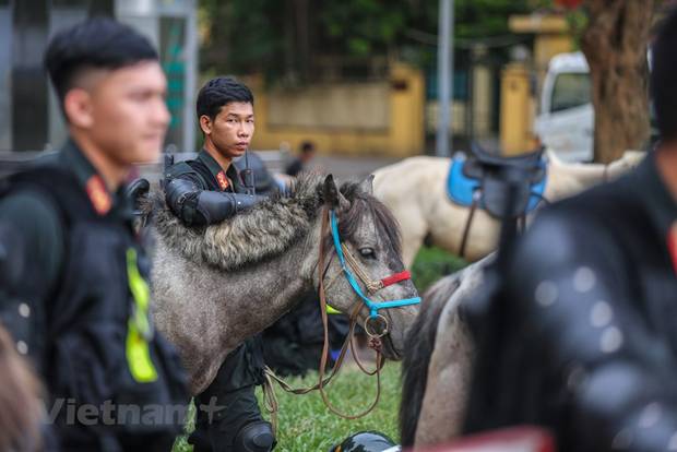  Số ngựa này được Đoàn Cảnh sát cơ động Kỵ binh, Bộ Tư lệnh Cảnh sát cơ động, Bộ Công an chăm sóc và huấn luyện tại Thái Nguyên. (Ảnh: Minh Sơn/Vietnam+)