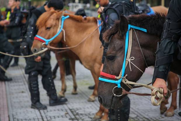  Hơn 60 con ngựa đã được thuần hóa để có thể phục vụ diễu hành, biểu diễn. (Ảnh: Minh Sơn/Vietnam+)
