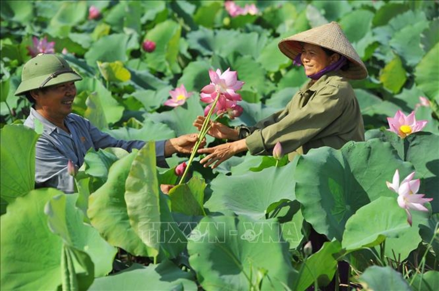 Niềm vui thu hoạch sen của anh Trần Văn Tuyến cùng vợ - chủ một đầm sen lớn tại tổ 11 phường Tân Bình, TP Tam Điệp