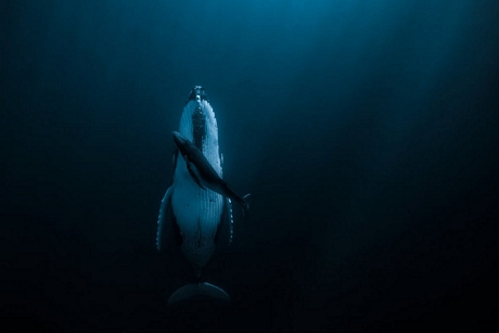 Người giành chiến thắng cuộc thi năm nay là nhiếp ảnh gia người Úc Jasmine Carey, với bức ảnh một con cá voi lưng gù mẹ đang bơi bên cạnh con của mình ngoài khơi biển Tonga - Ảnh: JASMINE CAREY