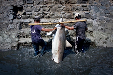 Hai ngư dân đang vận chuyển một con cá mập mới đánh bắt được lên bờ - Ảnh: ATHO ULLAH