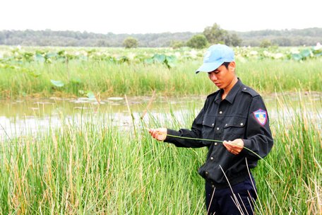 Anh Nguyễn Thanh Lâm kiểm tra khu vực đồng sen, cỏ trong khu bảo tồn.