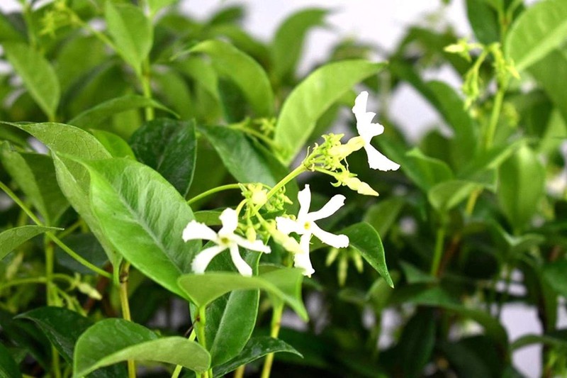 Cây hoa nhài: Mùi thơm của hoa nhài có thể làm giảm căng thẳng, lo âu và giúp bạn ngủ ngon.
