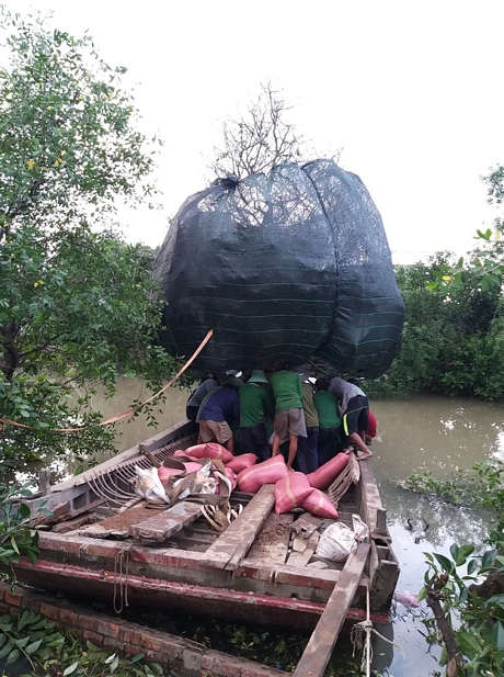 Cây mai siêu “khủng” được đưa xuống trẹt gỗ ra sông lớn.