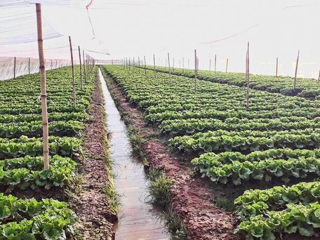 Nhiều nông dân ở huyện Bình Tân đang đầu tư nhà lưới luân canh các loại rau màu, mang lại hiệu quả kinh tế cao.