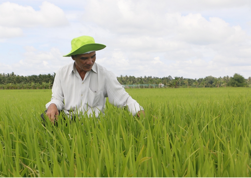 Sản phẩm gạo hữu cơ của Hợp tác xã Sản xuất dịch vụ nông nghiệp Tấn Đạt được công nhận đạt chuẩn Chương trình mỗi xã một sản phẩm. Trong ảnh: Ông Đặng Văn Tài- Giám đốc hợp tác xã thăm ruộng lúa hữu cơ đã xuống giống 30 ngày.