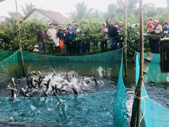Sản phẩm du lịch “cá lóc bay” của một hộ dân tạo điểm nhấn cho du lịch cộng đồng cồn Sơn