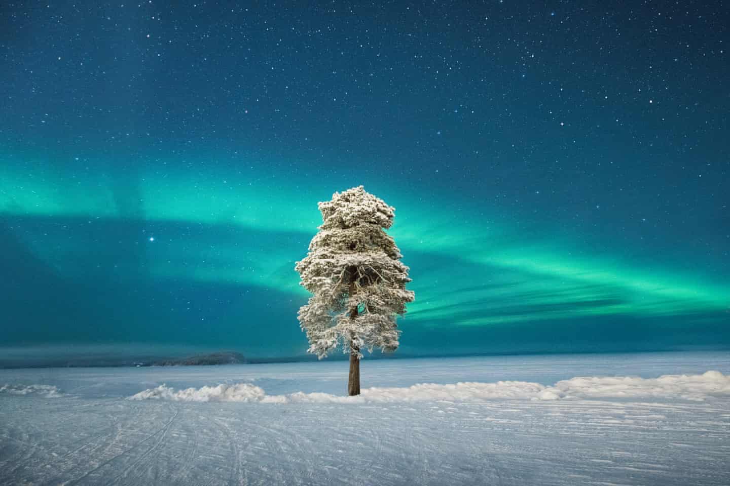  Cây cô đơn dưới cực quang ở vùng Scandinavia của nhiếp ảnh gia Tom Archer đoạt giải nhì hạng mục Cực quang. Khi anh tìm thấy cái cây này, anh quyết định đợi điều kiện sương mù thay đổi và không thể tin vào vận may của mình khi bầu trời quang đãng và cực quang xuất hiện ở một điểm hoàn hảo.