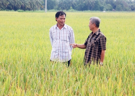 Triển vọng nguồn giống lúa chất lượng đáp ứng nhu cầu tại chỗ. Trong ảnh: Ông Huỳnh Văn Đại- Phó Giám đốc Trung tâm Giống nông nghiệp (bên phải)- trao đổi với nông dân sản xuất giống ở xã Thiện Mỹ (Trà Ôn).