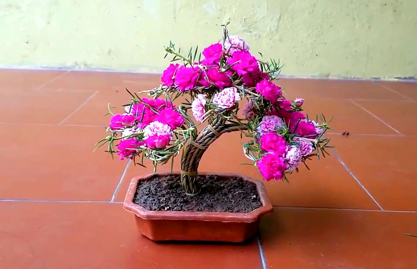 Trồng hoa mười giờ bonsai đòi hỏi sự sáng tạo và một chút khéo léo 