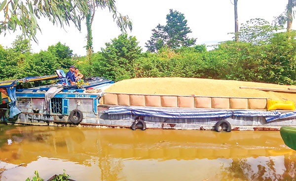 Nhiều thương lái đến thu mua lúa thu đông sớm trên địa bàn huyện Cờ Đỏ, TP Cần Thơ.