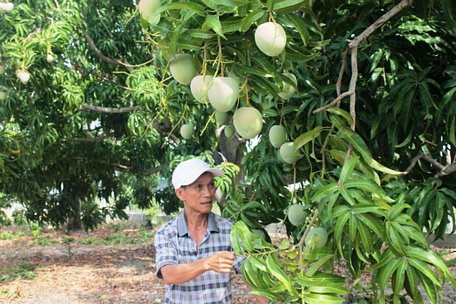  Nông dân huyện Cam Lâm, Khánh Hòa có thế mạnh trồng xoài Úc. Ảnh: Công Tâm