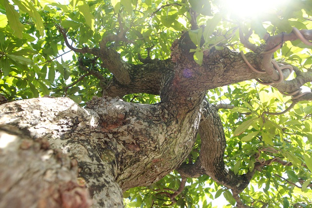  Chủ nhân tác phẩm “đại lộc” này cho biết, cây được cắt phần ngọn để đúng với một tác phẩm bonsai. Sau khi cắt phần ngọn, người nghệ nhân phải mất hàng chục năm mới tạo tác được các tay cành theo đúng ý