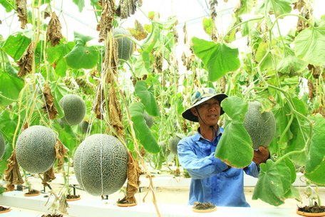 Vườn dưa lưới chuẩn bị thu hoạch của HTX Mekong Green và sản phẩm luôn hướng tới “đẹp mẫu mã, ngon khẩu vị”.