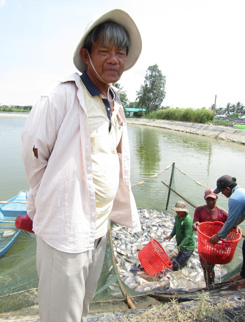 Ông Võ Thanh Vân nuôi cá rô phi thu bạc tỉ.