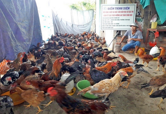 Mô hình nuôi gà theo hướng an toàn sinh học cho hiệu quả kinh tế cao.