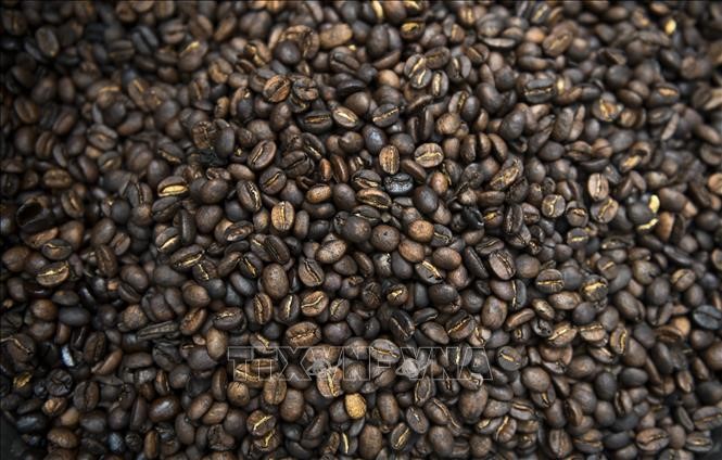 Giá cà phê arabica giao tháng 12/2020 giảm 0,85 xu Mỹ (0,8%) xuống còn 1,0925 USD/lb (1b=0,454kg). Ảnh: AFP/TTXVN
