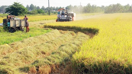 Phát triển vùng sản xuất lúa chất lượng cao tạo điều kiện hình thành chuỗi liên kết- tiêu thụ giữa nông dân- doanh nghiệp.
