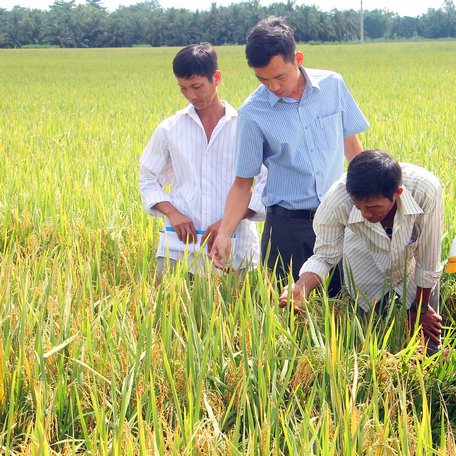 Nhiều triển vọng về khả năng mở rộng vùng sản xuất lúa chất lượng cao.