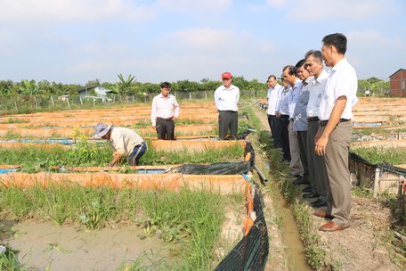 Phó Chủ tịch Thường trực UBND tỉnh- Lê Quang Trung cùng đoàn giám sát của Tỉnh ủy tham quan trực tiếp mô hình nuôi lươn tại trang trại lươn giống Thanh Tân (xã Đồng Phú).