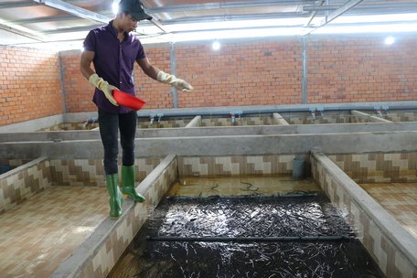 Mô hình nuôi lươn thương phẩm đã được nhân rộng góp phần phát triển kinh tế địa phương.
