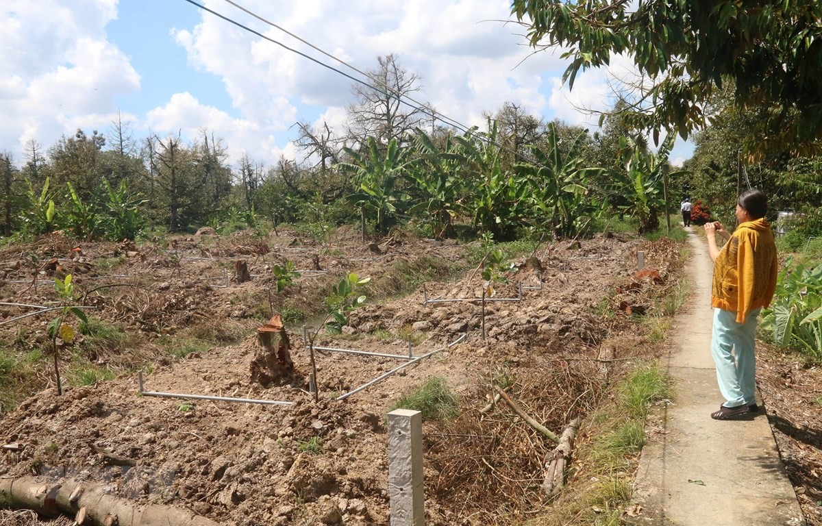 Tình trạng sầu riêng chết do hạn mặn ở xã Tam Bình, huyện Cai Lậy. (Ảnh: Minh Trí-TTXVN)