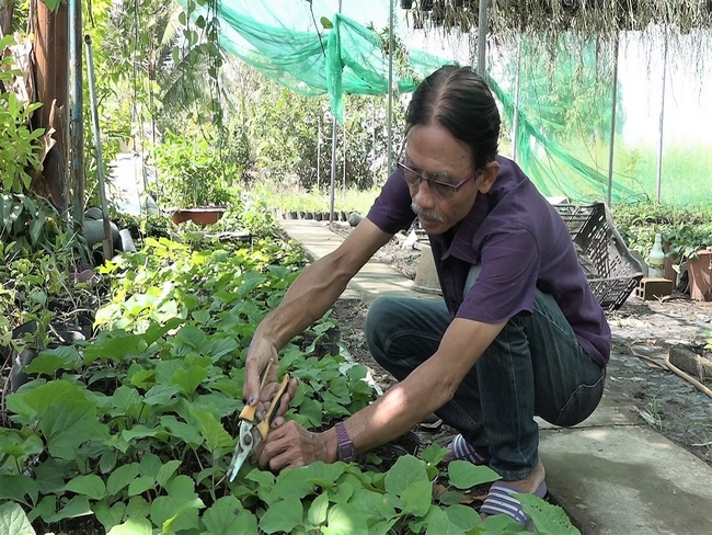 Ông Trần Văn Tiếp đang chăm sóc những giống hoa mới, chuẩn bị cung ứng thị trường tết